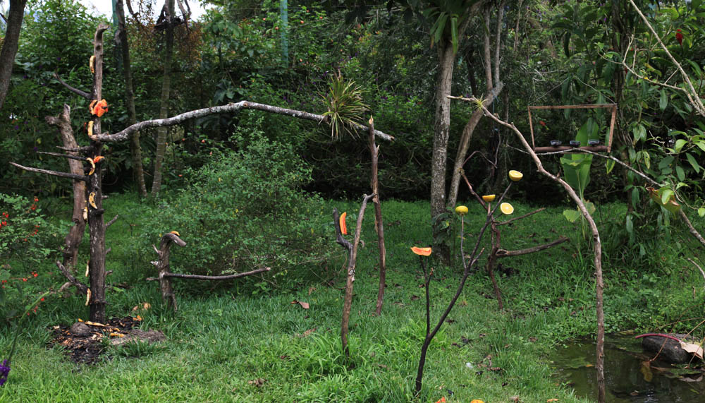 Vogeltuin, birdfeeders, El Cas, Costa Rica